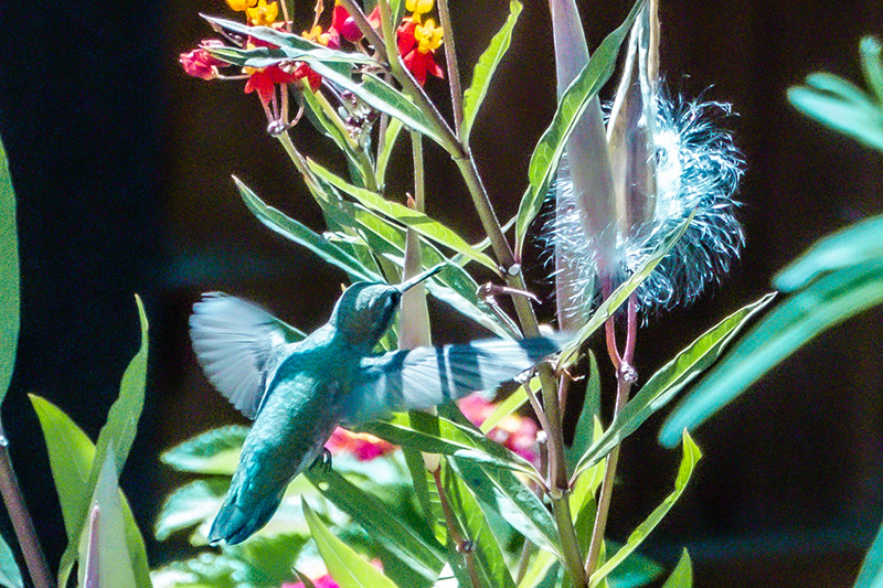 backyard hummingbird NFT