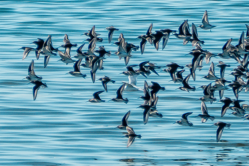 Swallows take flight in Alameda - NFT
