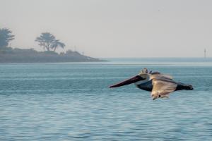 White pelican in flight NFT